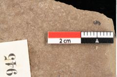 Foto (Detailsansicht) von Quercus palaeoilex Ettingshausen (NHMW-GEO-2024-0188-0945)